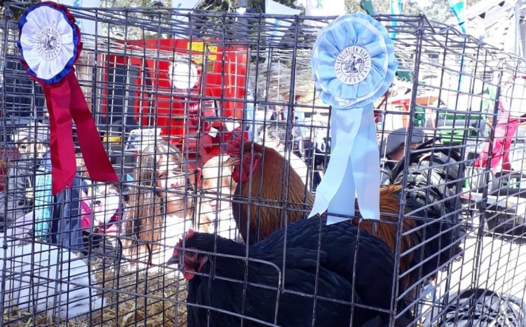 Sergio Hernández: primer premio en la categoría, aves de corral en la Expo Prado 2022