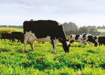 El promedio de Fonterra cayó al menor valor desde noviembre de 2020