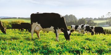 El promedio de Fonterra cayó al menor valor desde noviembre de 2020