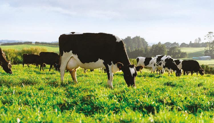 El promedio de Fonterra cayó al menor valor desde noviembre de 2020