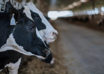 Pequeños productores recibirán forraje tras acuerdo firmado por Ancap y el MGAP