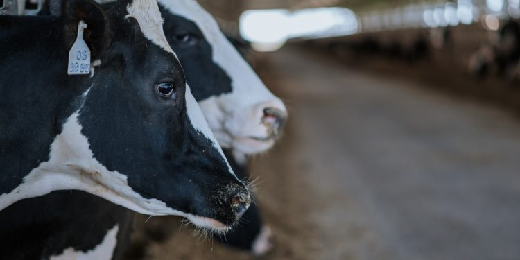 Pequeños productores recibirán forraje tras acuerdo firmado por Ancap y el MGAP