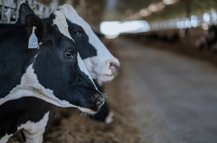 Pequeños productores recibirán forraje tras acuerdo firmado por Ancap y el MGAP