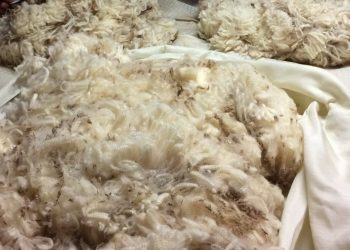 Otra caída en el precio internacional de la lana