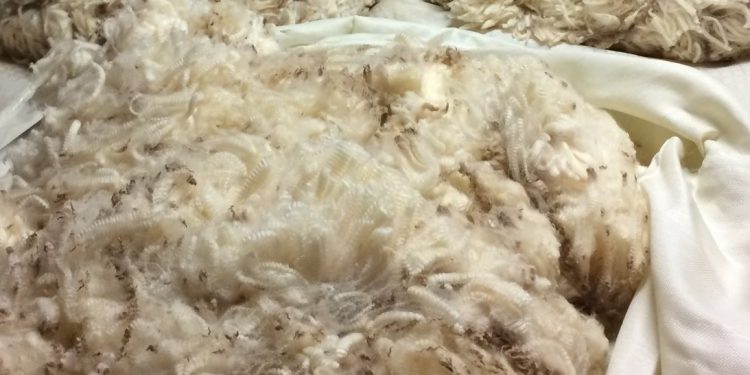Otra caída en el precio internacional de la lana