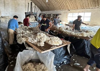 Se retomó la venta internacional de lanas con una baja de 22 centavos