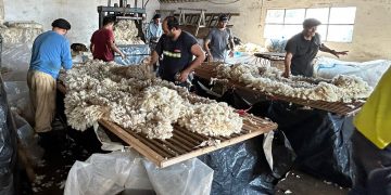 Se retomó la venta internacional de lanas con una baja de 22 centavos