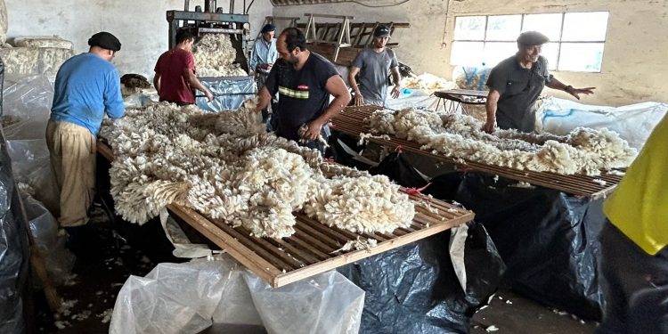 Se retomó la venta internacional de lanas con una baja de 22 centavos