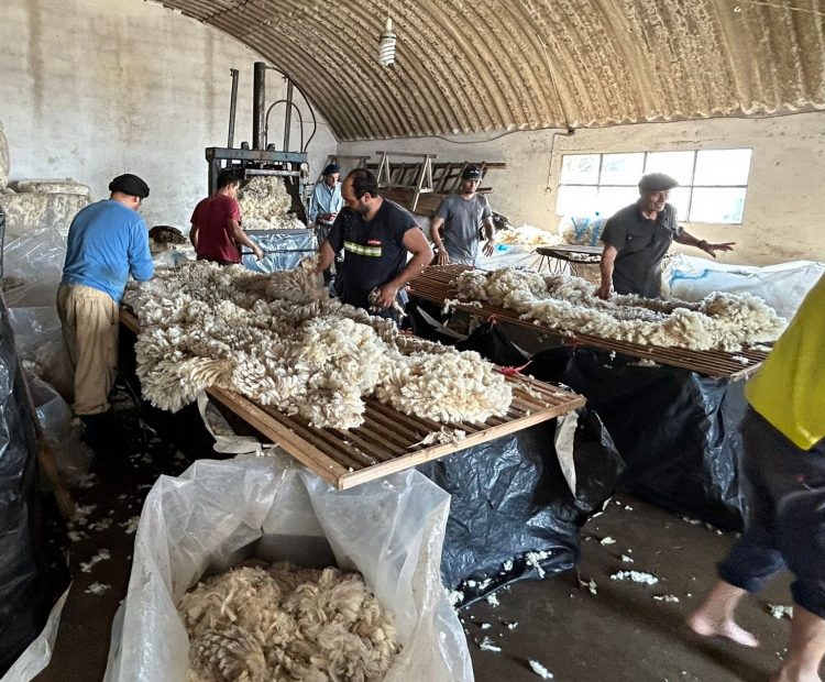 Se retomó la venta internacional de lanas con una baja de 22 centavos