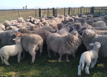 La forestación y los altos costos de producción expulsan cada vez más productores ovinos del campo
