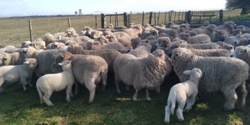 La forestación y los altos costos de producción expulsan cada vez más productores ovinos del campo