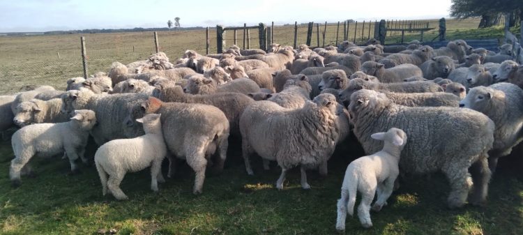 La forestación y los altos costos de producción expulsan cada vez más productores ovinos del campo