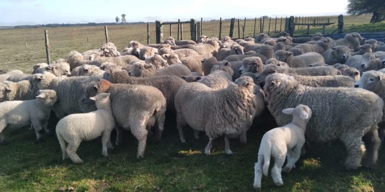La forestación y los altos costos de producción expulsan cada vez más productores ovinos del campo