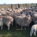 La forestación y los altos costos de producción expulsan cada vez más productores ovinos del campo