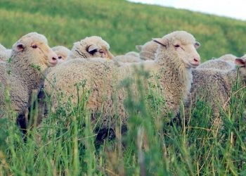 El precio internacional de la lana sigue cayendo