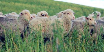 El precio internacional de la lana sigue cayendo