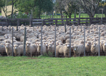 Entre enero y julio, las exportaciones ovinas cayeron 16%