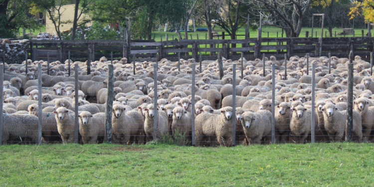 Entre enero y julio, las exportaciones ovinas cayeron 16%