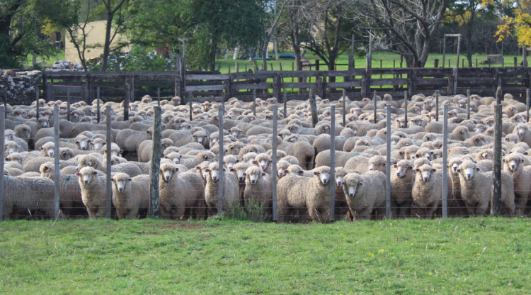 Entre enero y julio, las exportaciones ovinas cayeron 16%