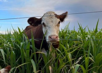 La 24ª edición de UPIC pondrá el foco en “el ajuste fino de la nutrición”