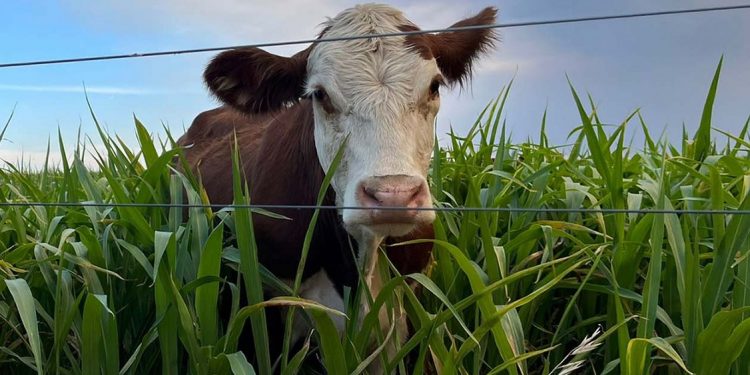 La 24ª edición de UPIC pondrá el foco en “el ajuste fino de la nutrición”