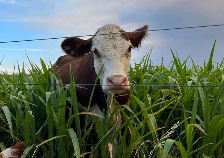 La 24ª edición de UPIC pondrá el foco en “el ajuste fino de la nutrición”