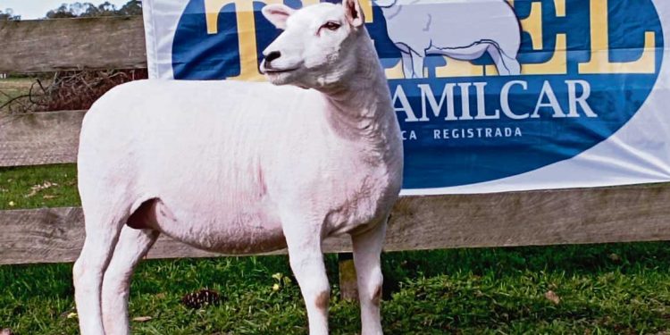 Cabaña Don Amílcar cumple 25 años en Expo Prado