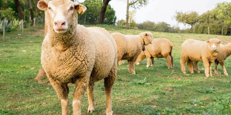 Fross: “Estamos en un momento de definiciones para la producción ovina”