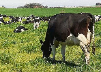 Baja del precio de la leche debilita aún más las finanzas de los tamberos