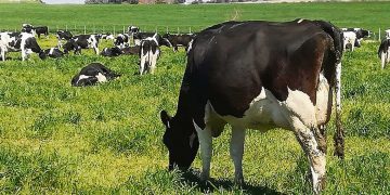 Baja del precio de la leche debilita aún más las finanzas de los tamberos