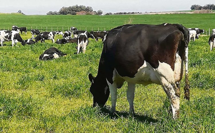 Baja del precio de la leche debilita aún más las finanzas de los tamberos