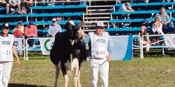 Cabaña El Chivo de Antognazza se prepara para ser animadores de la Expo Prado