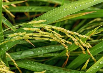 Fuertes precipitaciones retrasan la siembra de arroz de algunas zonas