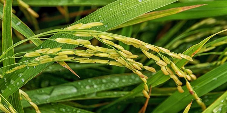 Fuertes precipitaciones retrasan la siembra de arroz de algunas zonas
