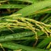 Fuertes precipitaciones retrasan la siembra de arroz de algunas zonas