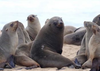 Casos de influenza aviar son de “bajo riesgo” para las personas