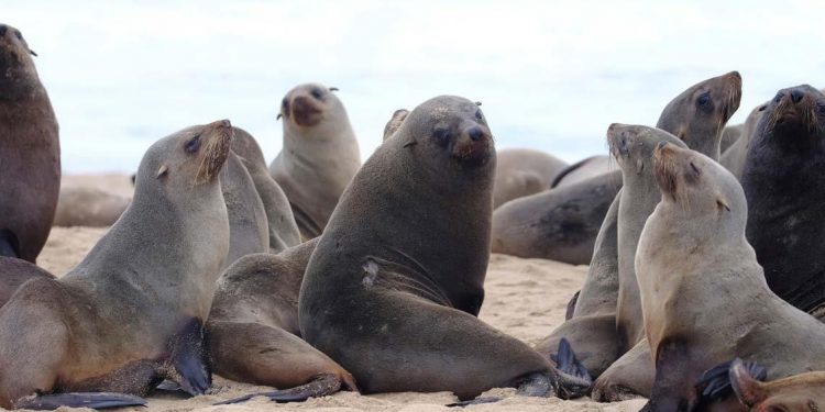 Casos de influenza aviar son de “bajo riesgo” para las personas