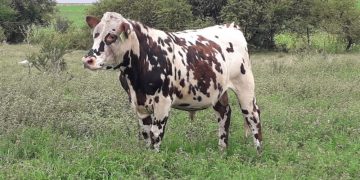 Cabaña La Esperanza de Colonia busca un nuevo logro de la raza Normando en esta Expo Prado