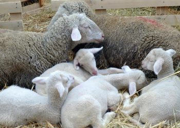 Leve suba del precio de la lana en Australia