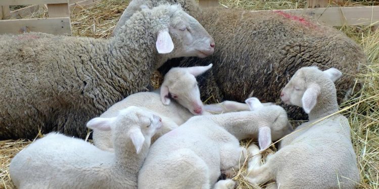 Leve suba del precio de la lana en Australia