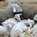 Leve suba del precio de la lana en Australia