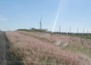 Pasto rosado, una maleza invasora que desplaza el campo natural