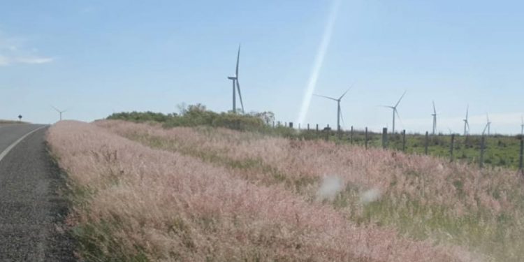 Pasto rosado, una maleza invasora que desplaza el campo natural