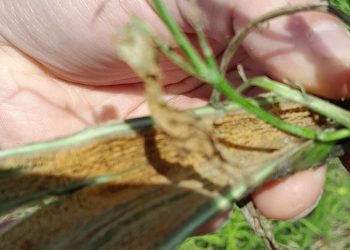 Detectan mosca barrenadora del tallo de colza