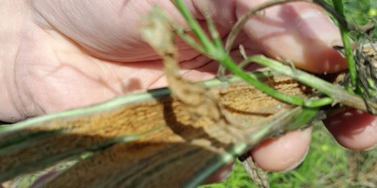 Detectan mosca barrenadora del tallo de colza