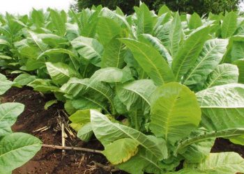 “Los nuestros son emprendimientos familiares”