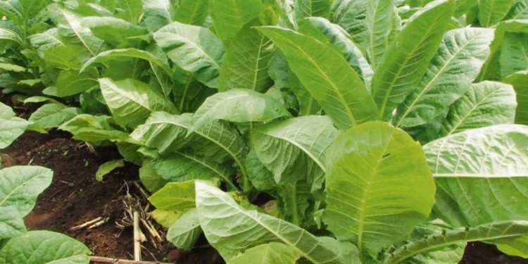 “Los nuestros son emprendimientos familiares”