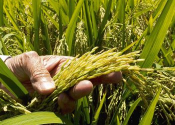Aunque ha llovido, la sequía persiste y restringe la producción de arroz