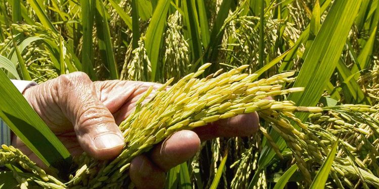 Aunque ha llovido, la sequía persiste y restringe la producción de arroz