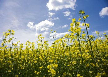 La sequía golpeó a la canola que redujo el área y el rendimiento